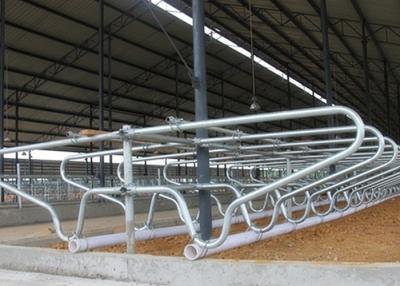 China Hot - Galvanized Single Row Type Steel Pipe Clamp Cow Free Stall For Young Cow for sale
