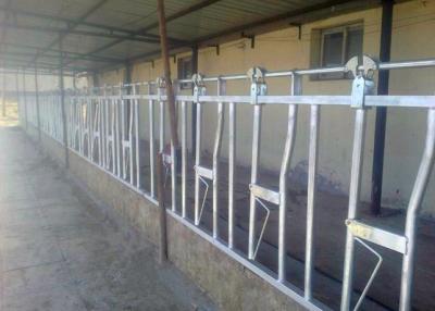 China Customized Dairy Farm Cow Head Lock For Weaning / Lactating / Dry Calf for sale