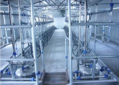 China Automatic Parallel Herringbone Milking Parlor For Milk Cows , Goats , Sheep for sale