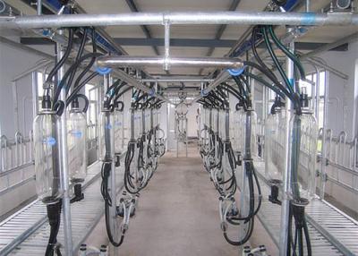China Sala de ordeño de ordeño compacta de la raspa de arenque del equipo de la disposición para la granja de la cabra en venta