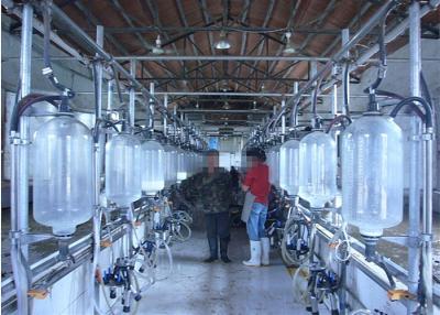 China Hot Galvanized Dairy Farm Milking Herringbone Milking Parlor With Splash Guard for sale