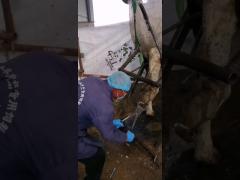 Multifunction Hoof Repair Pliers Carbon Steel For Cow