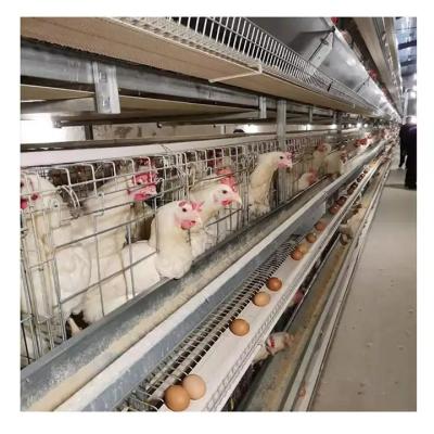 China H Type Automatic Layer Poultry Farming Equipment Battery Chicken Egg Layer Cage System zu verkaufen