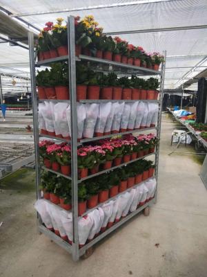 China Grow Seeding HDG Danish Flower Trolley W565mm House Plant Shelves for sale