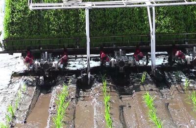 Китай Одиночная машина Transplanter неочищенных рисов руки 3.68kw 4mu/H продается