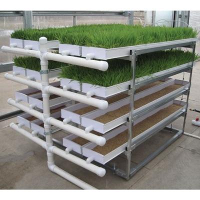 China Grass Hydroponic Fodder Machine Livestock Big Farm Fodder Growing Systems for sale