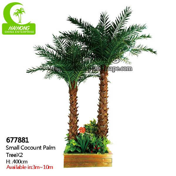 small coconut palm tree