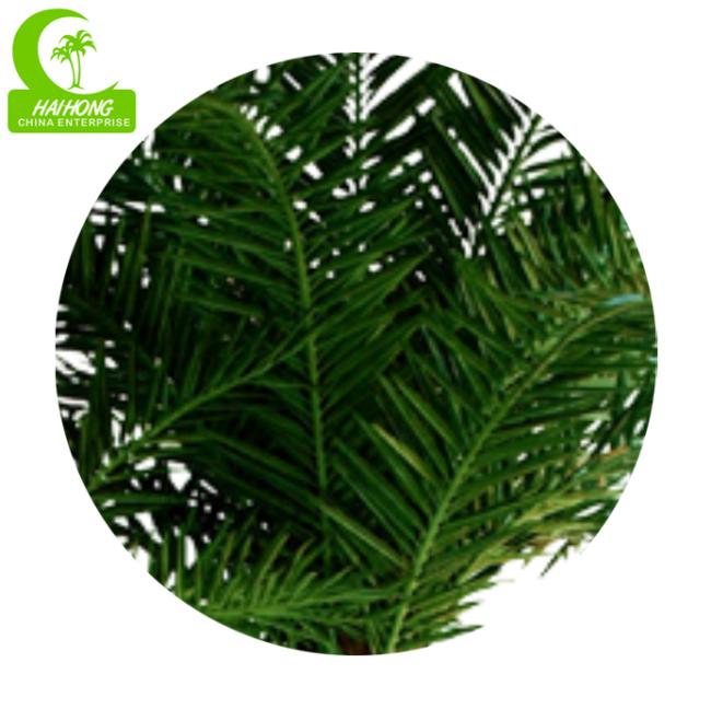 small coconut palm tree