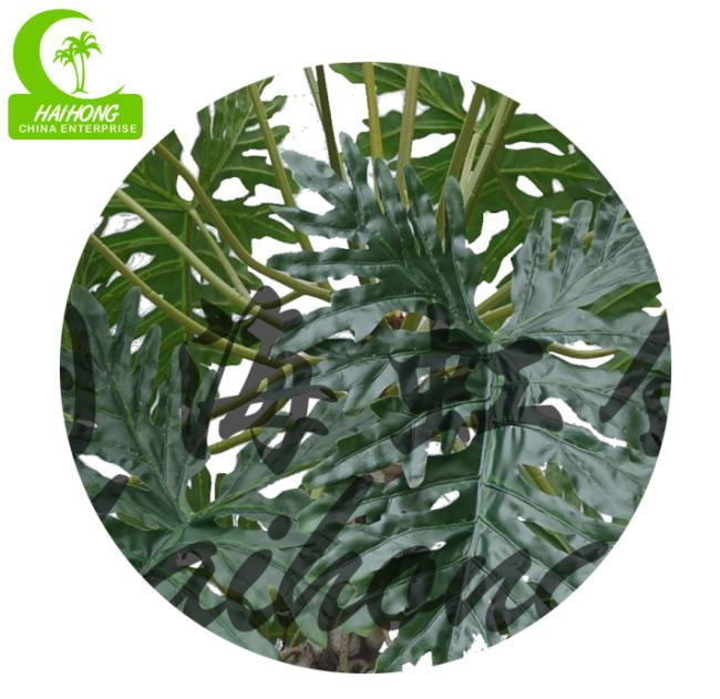split philo plant