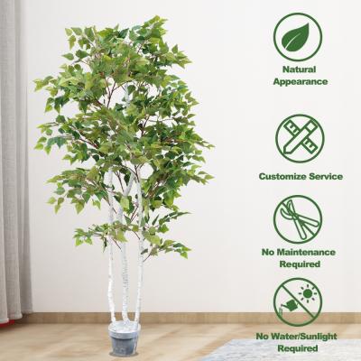 China SGS Real Touch Fiddle Leaf Fig Artificial Potted White Birch Tree With Leaves 1.8m 6ft Tall for sale