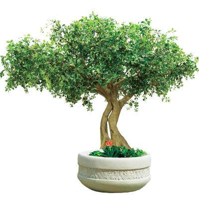 China Artificial Pittosporum Ficus Tree No Sunlight S Shape Trunk Wide Leaf Cover Plant for sale