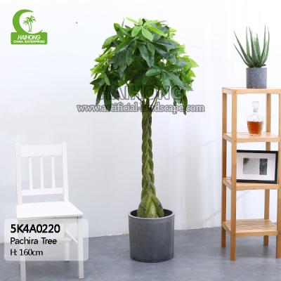 China All Season 160cm Height Braided Artificial Money Tree Plant Indoor for sale