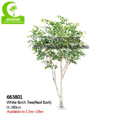 China Durable No Nursing Artificial Landscape Trees , Artificial Indoor Birch Tree 280cm for sale