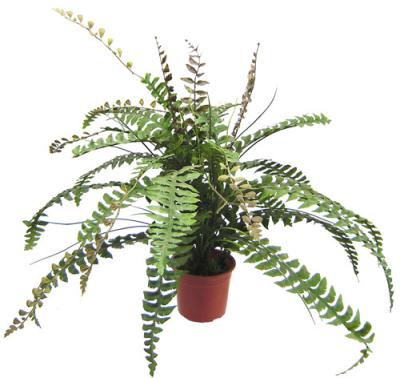 China Plastic Artificial Potted Floor Plants Boston Fern Leaves For Decor for sale