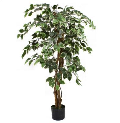 China 175cm Natural Trunk Artificial Variegated Ficus Tree for sale