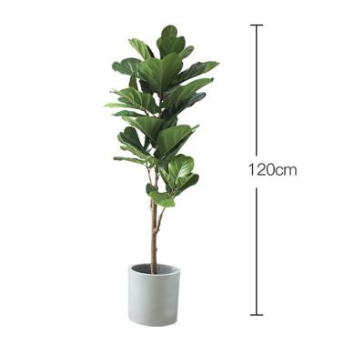 China Natural 120cm Height Pandurata Artificial Ficus Tree Landing Plant for sale