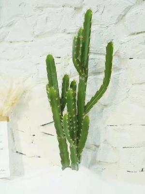 Chine Ignifuge mis en pot de cactus de plante verte de plancher artificiel nordique de chambre à coucher à vendre