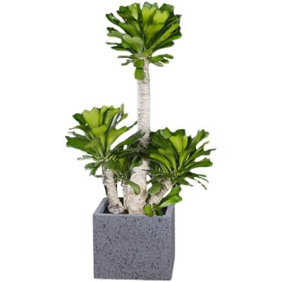 China Anti Aging Artificial Succulent Plant Home Interior Landscape Set Pieces Potted for sale