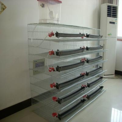 China Automatic Quail Battery Cage with Water System for sale