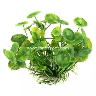 China Golden fish bowl aquatic water plant hydrocotyle verticillata for sale