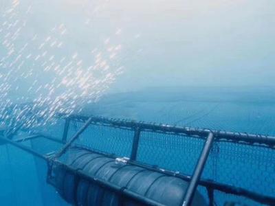 中国 2.5mm-3mm Polyester Wire Offshore Fishing Net For Aquaculture Farming 販売のため