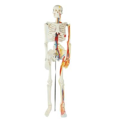China Teaching Model with Chromatic  Vessels Nerves Skeleton Model with Stand Anatomy 85 cm Human Skeleton Model for sale