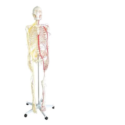 China Todo el esqueleto humano modelo con neurovascular Esqueleto de tamaño de vida con inserción de músculo de los nervios espinales Modelo de esqueleto humano en venta