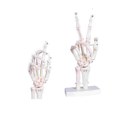 China Tamaño de la vida humana hueso del dedo Flexible para demostración médica Estudio Educación con esqueleto base Modelo de articulación de la mano en venta