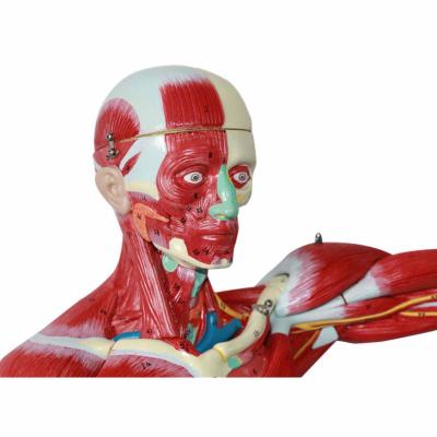 Chine Modèle de squelette 3D Muscle du viscère squelettique personnalisé à vendre