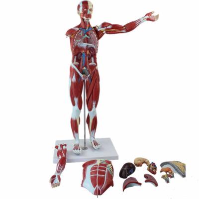 China 30 polegadas músculo visceral esqueleto anatômico modelo tamanho completo para estudo de ensino médico à venda