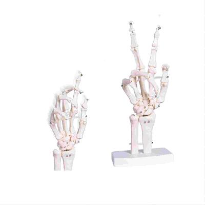 China Human Life Size 3d Hand Skeleton Mode Flexible For Medical Demonstration for sale