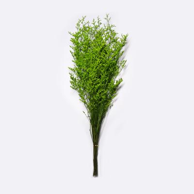 China Beautiful Preserving Eucalyptus Foliage Dry Desmodium For Craft for sale