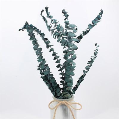 China Real Touch Preserved Foliage Beautiful Color Style For Home Decoration for sale
