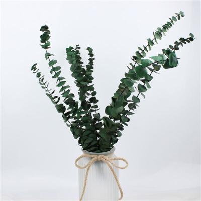 China Lovely Preserve Eucalyptus Leaves , Eucalyptus Dried Flowers With Long Life for sale