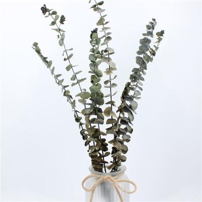 China Customized Natural Preserved Foliage For Gift / Wedding / Home / Shop for sale