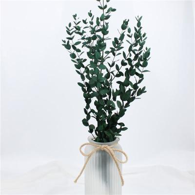 China Artificial Dried Eucalyptus Plant , Preserved Silver Dollar Eucalyptus for sale