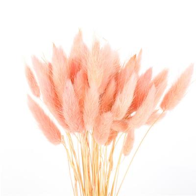 China Home Decoration Beautiful Dried Flowers Rabbit Tail Grass Custom Color for sale