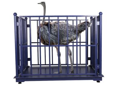 China LED OEM Cattle Weighing Scales Industrial Blue For Farm for sale