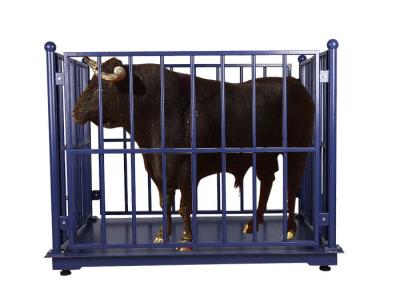 Chine 500kg Livestock Scales For Cattle à vendre