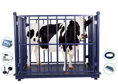 China 2M Livestock Weighing Scales, máquina do peso da vaca 2000Kg à venda