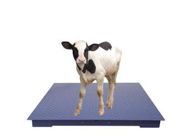China Stainless Steel Plate Heavy Duty Floor Scales Industrial Weighing Scales for sale