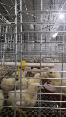 China 100% raw material export birds nipple drinker for sale
