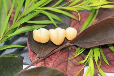 China Zirconium Oxide Porcelain Zirconia Dental Crown With Ceramic for sale