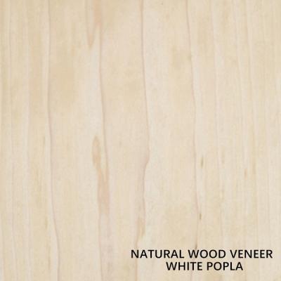 China A madeira natural do álamo branco folheia o preço baixo inteiro da espessura 0.4mm do tamanho 2440*1220mm da parte para a decoração do projeto da mobília à venda