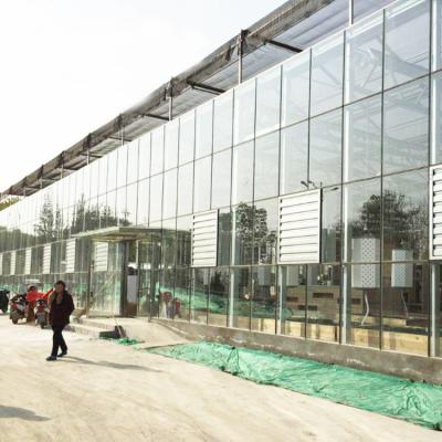 China Venlo Tempered Glass Panels Europe  Automatic System Steel Frame Greenhouse Glass Greenhouse for sale