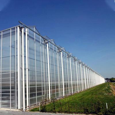 China Agriculture Plants Growing Multi Span Venlo Glass Greenhouse With Cooling Pad for sale