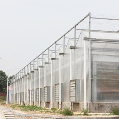 China Agriculture Hydroponic System Polycarbonate Film Multi Span Greenhouse 30 X 100 for sale