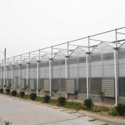 China High Tunnel Venlo Automation System Polycarbonate Sheet Greenhouse For Plants Growing for sale
