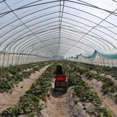 中国 Single Tunnel Uv Hydroponic Film Single Span Greenhouse For Watermelon Growing 販売のため