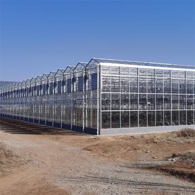 China Insulated Tempered Glass Greenhouse Sunlight Venlo Greenhouse For Horticulture for sale